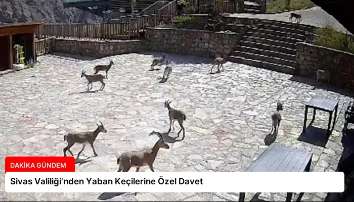 Sivas Valiliği’nden Yaban Keçilerine Özel Davet