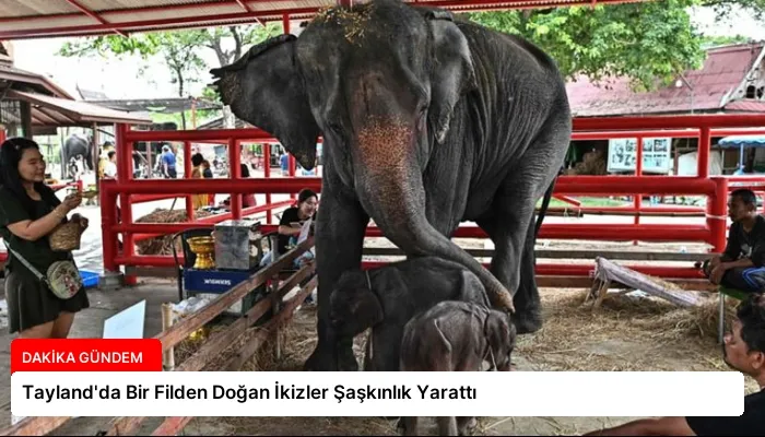Tayland’da Bir Filden Doğan İkizler Şaşkınlık Yarattı