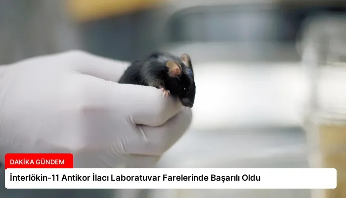 İnterlökin-11 Antikor İlacı Laboratuvar Farelerinde Başarılı Oldu