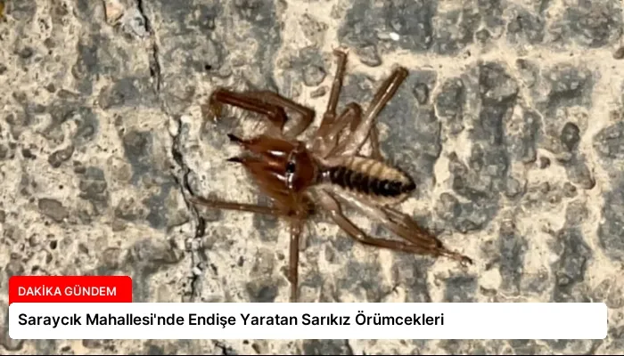 Saraycık Mahallesi’nde Endişe Yaratan Sarıkız Örümcekleri