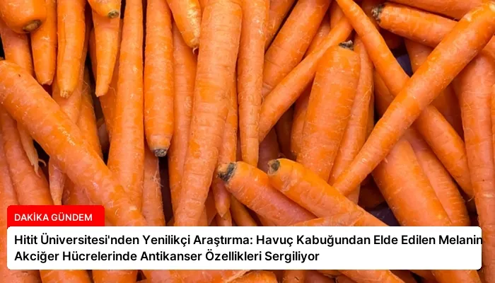 Hitit Üniversitesi’nden Yenilikçi Araştırma: Havuç Kabuğundan Elde Edilen Melanin Akciğer Hücrelerinde Antikanser Özellikleri Sergiliyor