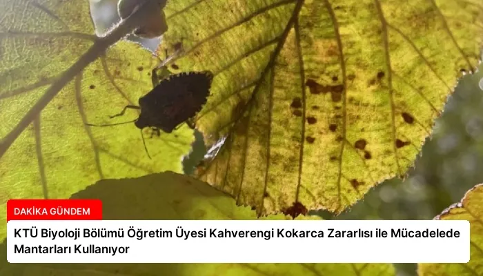 KTÜ Biyoloji Bölümü Öğretim Üyesi Kahverengi Kokarca Zararlısı ile Mücadelede Mantarları Kullanıyor