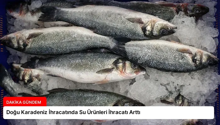 Doğu Karadeniz İhracatında Su Ürünleri İhracatı Arttı