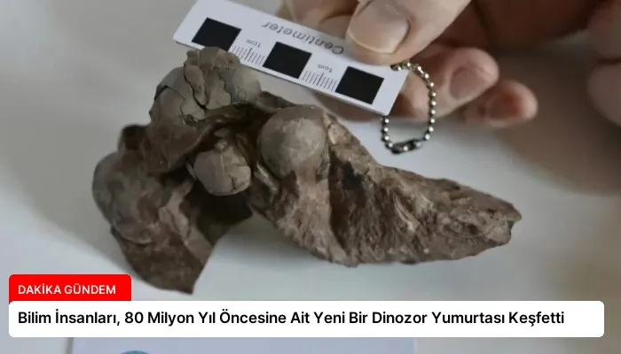 Bilim İnsanları, 80 Milyon Yıl Öncesine Ait Yeni Bir Dinozor Yumurtası Keşfetti