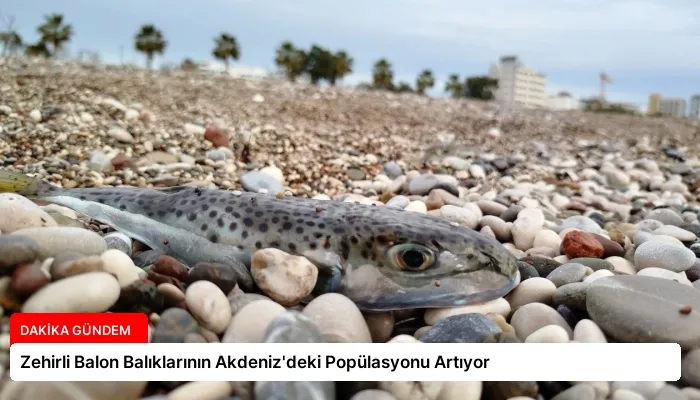 Zehirli Balon Balıklarının Akdeniz’deki Popülasyonu Artıyor