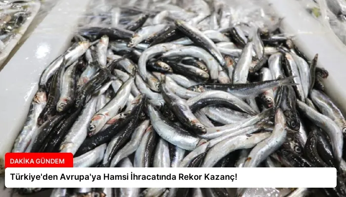 Türkiye’den Avrupa’ya Hamsi İhracatında Rekor Kazanç!