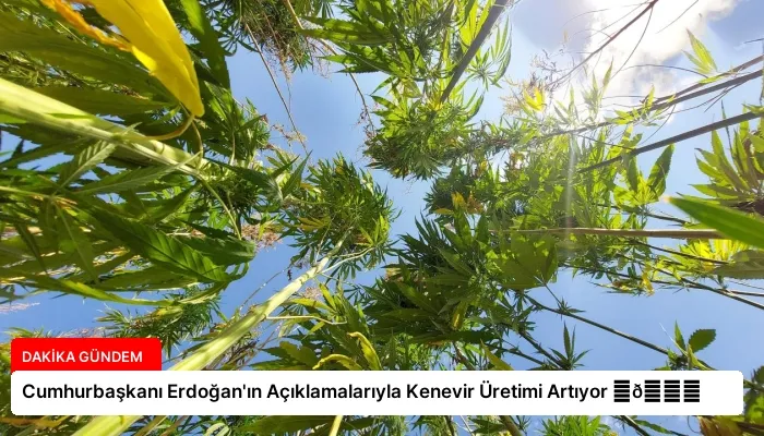 Cumhurbaşkanı Erdoğan’ın Açıklamalarıyla Kenevir Üretimi Artıyor ⏬👇