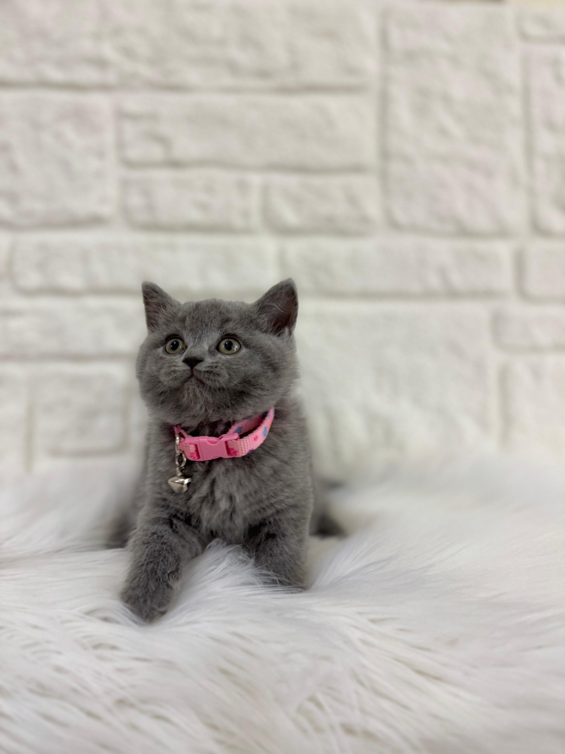 İngiltere’nin Sakin ve Sevgi Dolu Kedisi British Shorthair