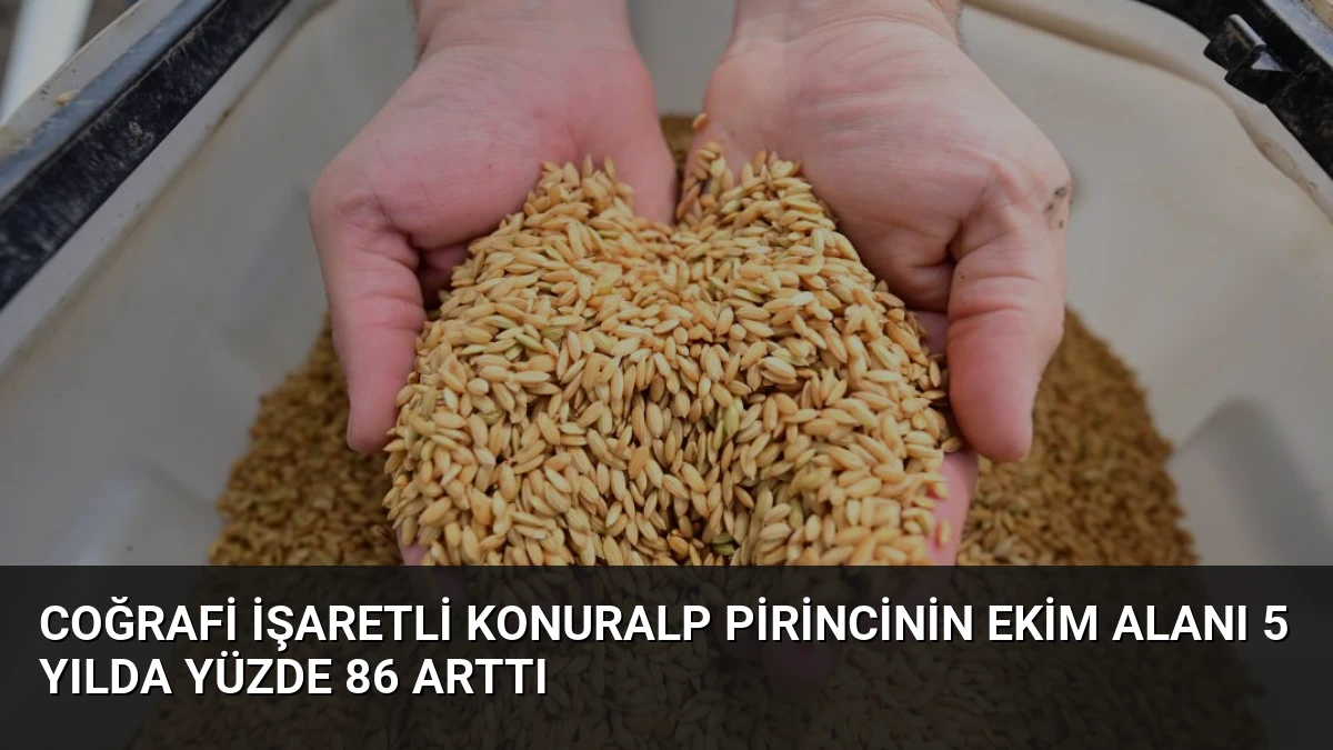Coğrafi İşaretli Konuralp Pirincinin Ekim Alanı 5 Yılda Yüzde 86 Arttı