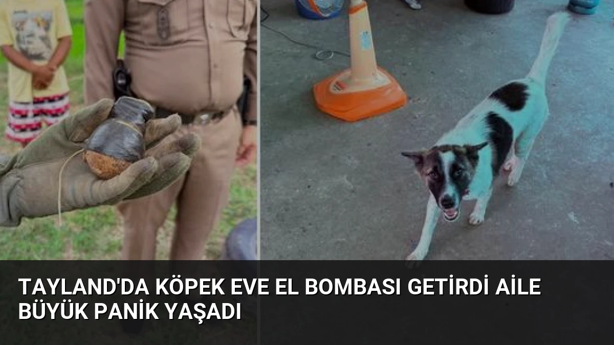 Tayland’da Köpek Eve El Bombası Getirdi Aile Büyük Panik Yaşadı
